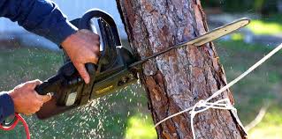 Best Fruit Tree Pruning  in Humble, TX