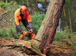 Best Emergency Tree Removal  in Humble, TX