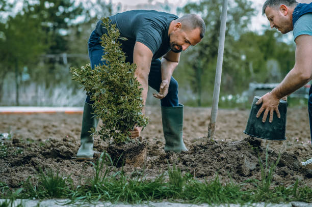 Best Arborist Consultation Services  in Humble, TX