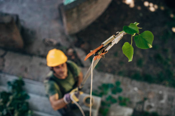 Best Hazardous Tree Removal  in Humble, TX