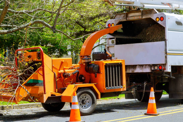 Best Tree Maintenance Programs  in Humble, TX