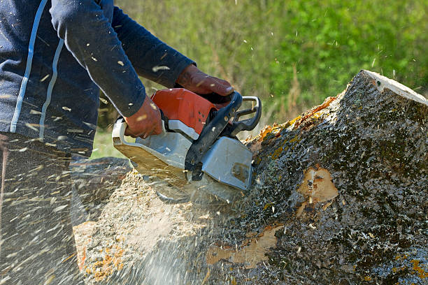 Best Seasonal Cleanup (Spring/Fall)  in Humble, TX